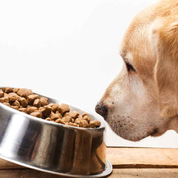 A dog looking at a metal bowl filled with dog food with a white background