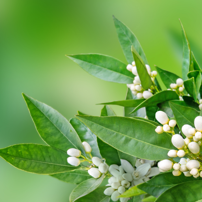 Neroli flowers