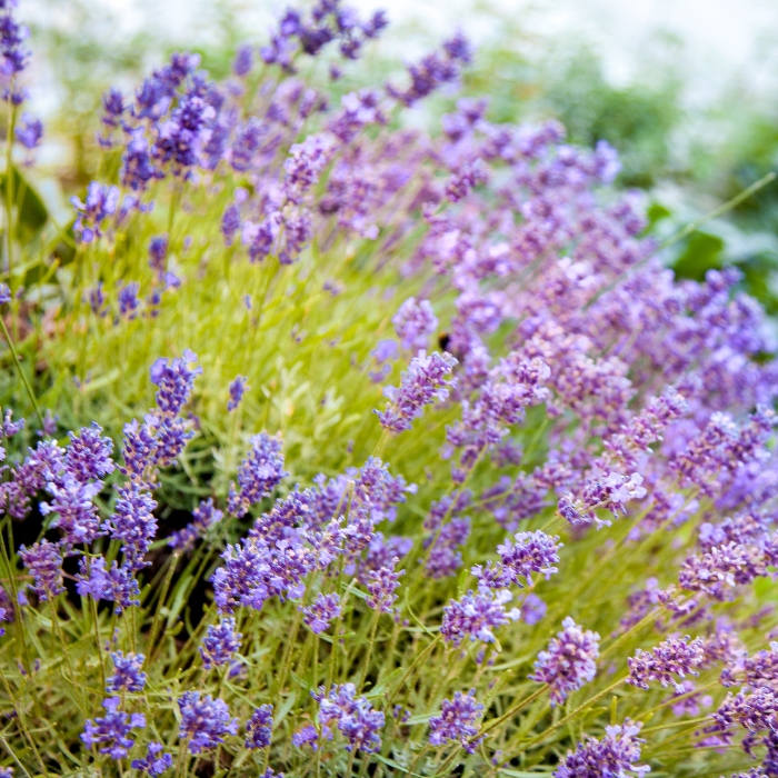 Lavender field