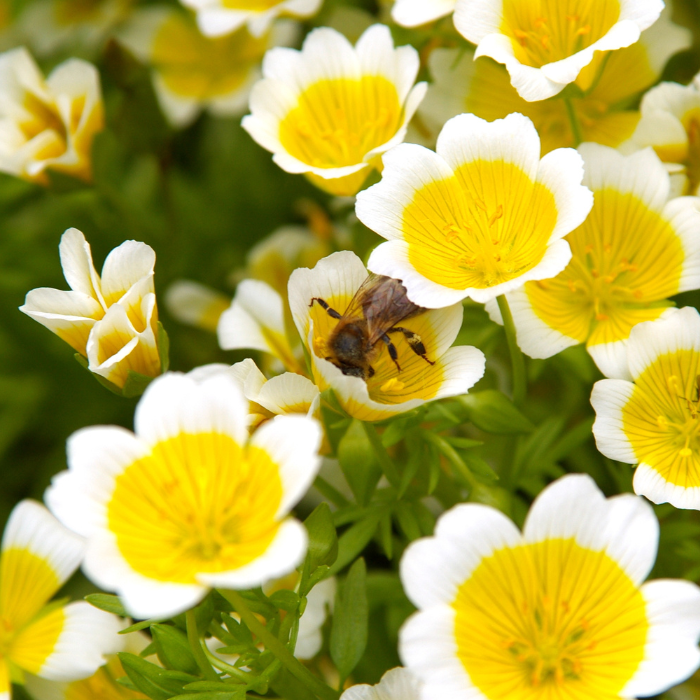 Meadowfoam flowers